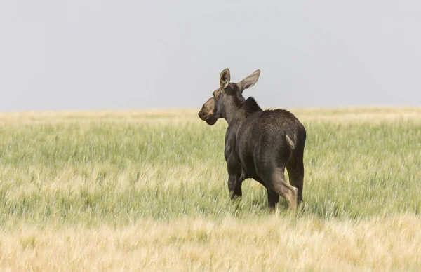 Prérie Saskatchewanu Moose Horké Letní Den Otevřené Scéně — Stock fotografie