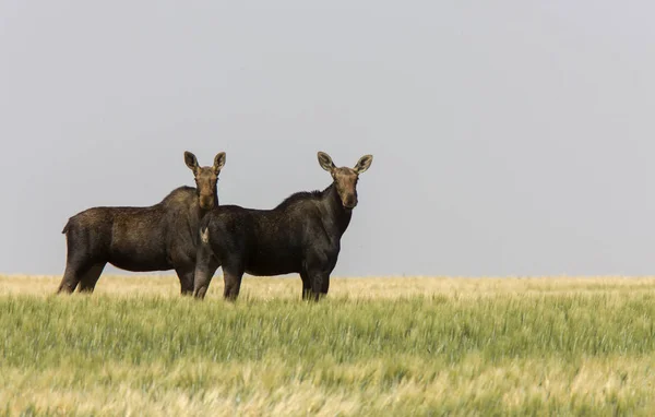Prairie Moose Saskatchewan Caliente Verano Día Escena Abierta — Foto de Stock