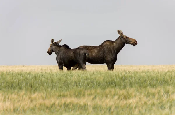 Prairie Moose Saskatchewan Calda Giornata Estiva Scena Aperta — Foto Stock
