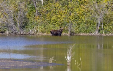 Göl Kenosee geyik dağ çayır geyik Saskatchewan