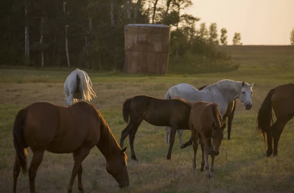 Cavalos Grazing Sunset Prairie Saskatchewan Baixa Luz — Fotografia de Stock