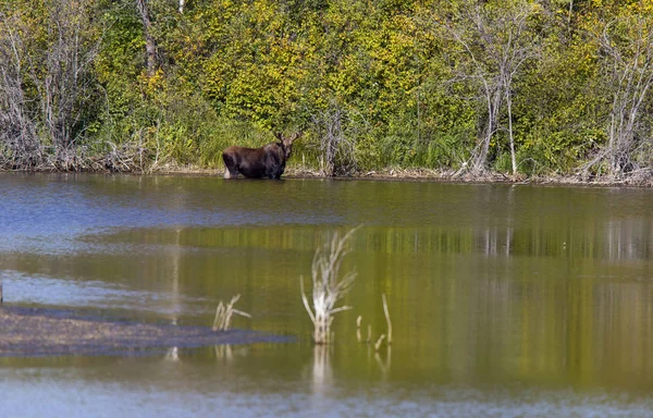 Prairie Moose Saskatchewan Lake Kenosee Moose Mountain — Stock Photo, Image