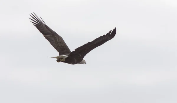 Weißkopfseeadler Flug Zypressenhügel Saskatchewan Canada — Stockfoto