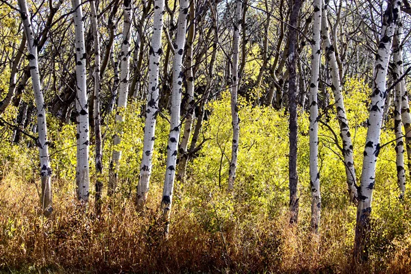 Cypress Hills Eerste Sneeuwval Alberta Saskatchewan Canada — Stockfoto