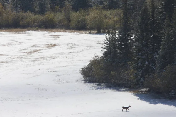 Geyik Kış Kanada Vahşi Doğal Fotoğraf — Stok fotoğraf