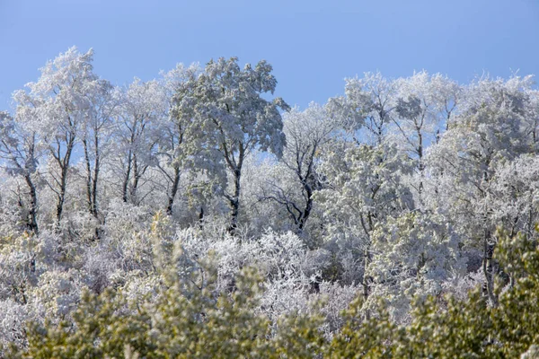 Cypress Hills Eerste Sneeuwval Alberta Saskatchewan Canada — Stockfoto