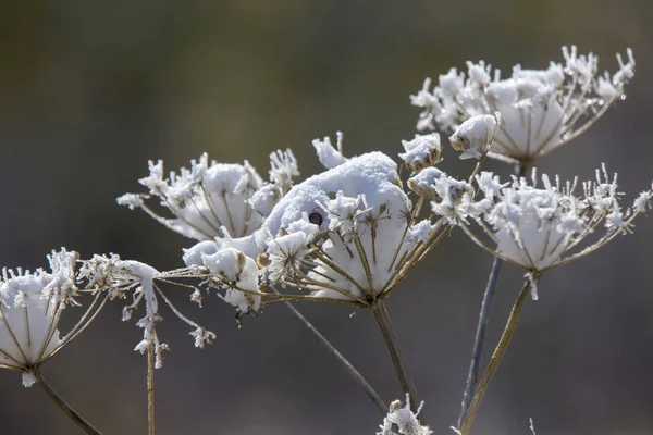 Cypress Hills First Snowfall Alberta Saskatchewan Canada — Stock Photo, Image