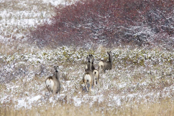 Cerfs Hiver Canada Wild Scenic Photo — Photo