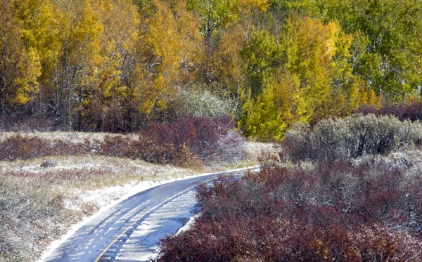 Кипарис Пагорби Перший Снігопад Альберта Саскачеван Канада — стокове фото