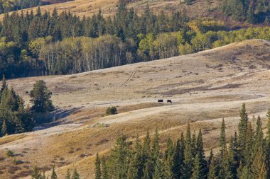 Cypress Hills ilk kar yağışı Saskatchewan Kanada