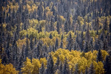 Cypress Hills ilk kar yağışı Saskatchewan Kanada