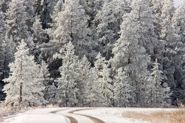 Cypress Hills Första Snöfall Alberta Saskatchewan Kanada — Stockfoto