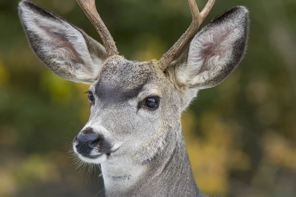 Deer Winter Canada Wild Scenic Photo — Stock Photo, Image