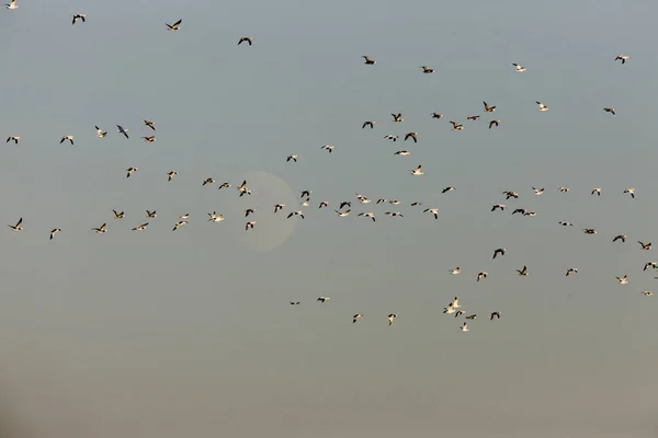 Snow Geese Flight Cypress Hills Saskatchewan — Stock Photo, Image