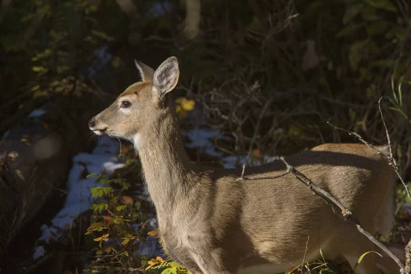 Deer Winter Canada Wild Scenic Photo — Stock Photo, Image