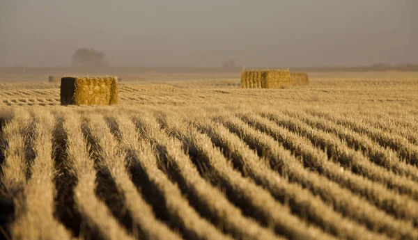 Heno Bales Hileras Cosechan Saskatchewan Canadá — Foto de Stock