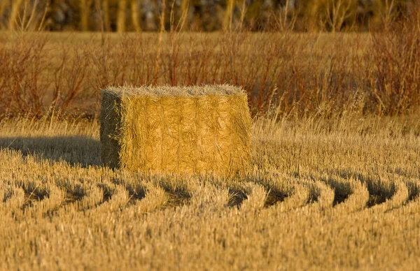 Heno Bales Hileras Cosechan Saskatchewan Canadá —  Fotos de Stock