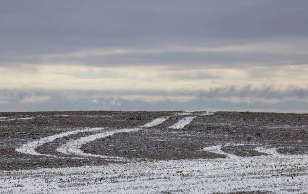 Cypress Hills Första Snöfall Alberta Saskatchewan Kanada — Stockfoto