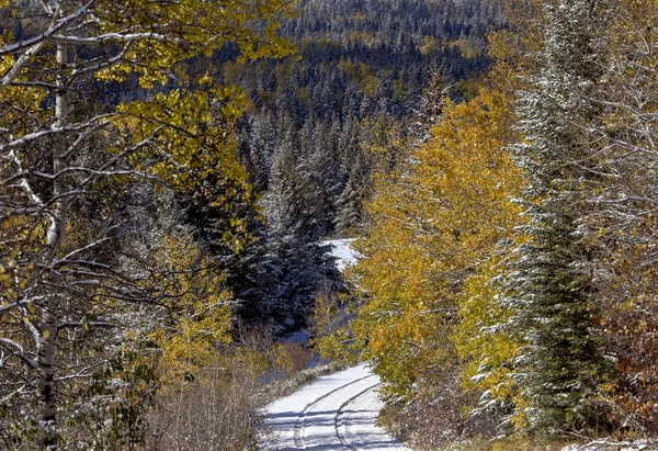 Кипарис Пагорби Перший Снігопад Альберта Саскачеван Канада — стокове фото