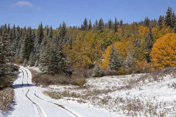 Cypress Hills Első Havazás Saskatchewan Kanada Alberta — Stock Fotó