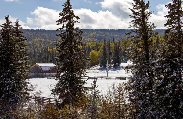 Cypress Hills Ilk Kar Yağışı Saskatchewan Kanada — Stok fotoğraf