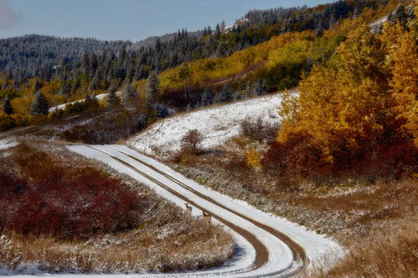 Cypress Hills Pierwszego Śniegu Alberta Saskatchewan Kanada — Zdjęcie stockowe