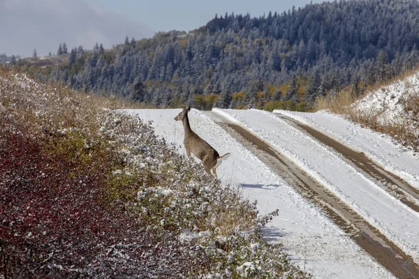 Cypress Hills Prima Nevicata Alberta Saskatchewan Canada — Foto Stock