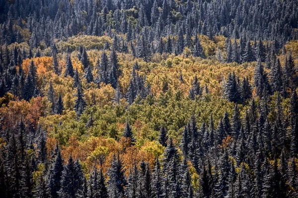 Cypress Hills Primeira Queda Neve Alberta Saskatchewan Canadá — Fotografia de Stock