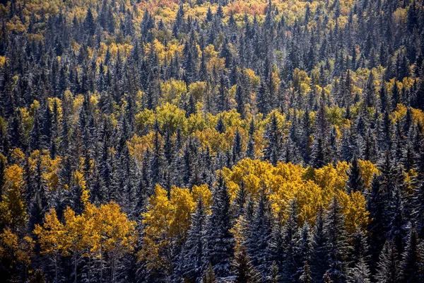 Cypress Hills Première Chute Neige Alberta Saskatchewan Canada — Photo