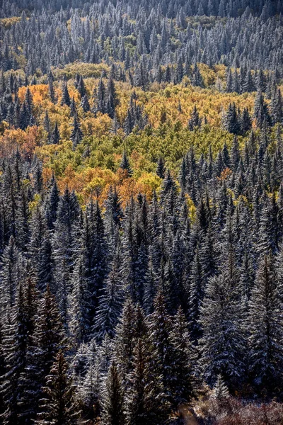 Cypress Hills Première Chute Neige Alberta Saskatchewan Canada — Photo