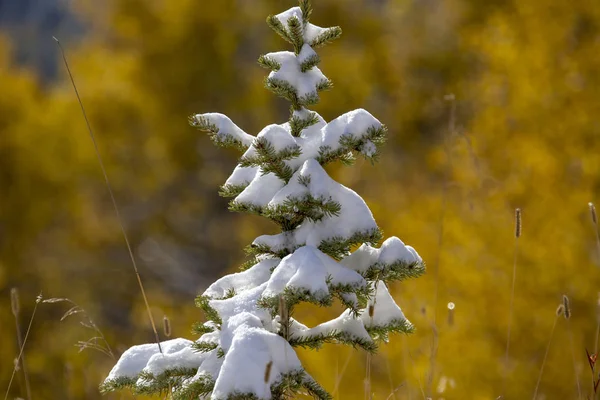 Cypress Hills Första Snöfall Alberta Saskatchewan Kanada — Stockfoto