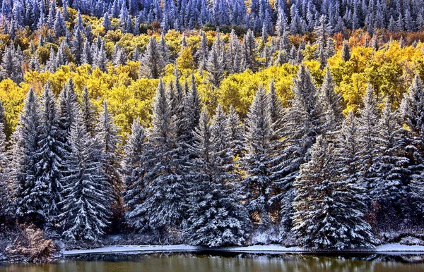 Cypress Hills Első Havazás Saskatchewan Kanada Alberta — Stock Fotó