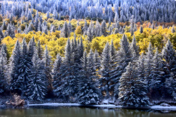 Cypress Hills První Sněžení Alberta Saskatchewan Kanada — Stock fotografie