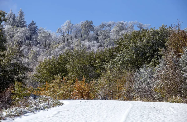 サイプレス丘最初降雪アルバータ州 サスカチュワン州カナダ — ストック写真