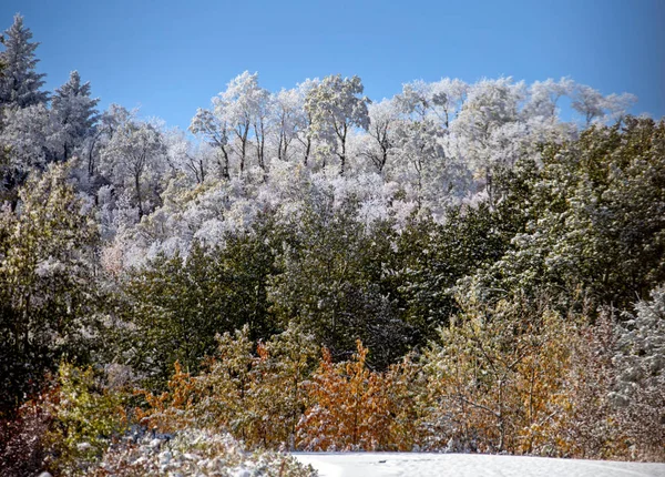 Cypress Hills Eerste Sneeuwval Alberta Saskatchewan Canada — Stockfoto