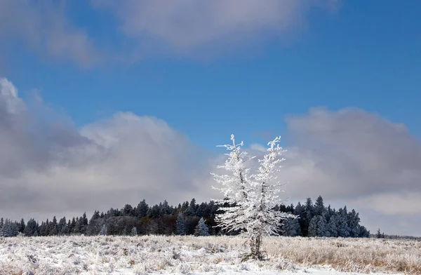 Cypress Hills Första Snöfall Alberta Saskatchewan Kanada — Stockfoto