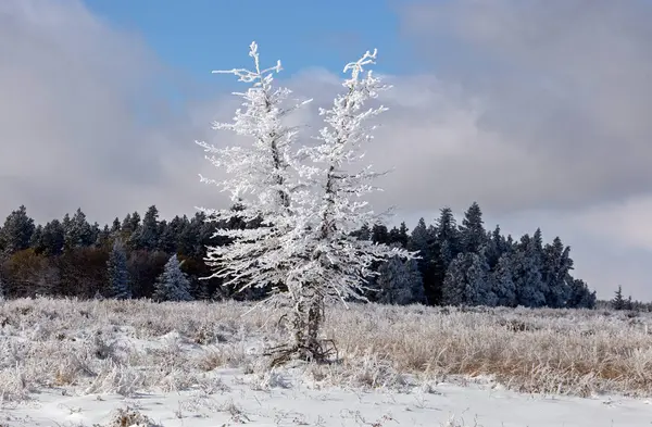 Cypress Hills Första Snöfall Alberta Saskatchewan Kanada — Stockfoto