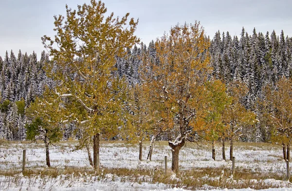 Φθινόπωρο Χρώματα Κανανάσκης Αντίθεση Πρώτη Χιονόπτωση Aberta — Φωτογραφία Αρχείου