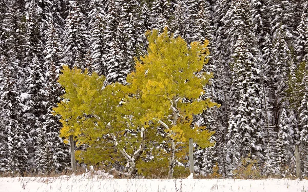 Fall Colors Kananaskis Contrast First Snowfall Aberta — Stock Photo, Image