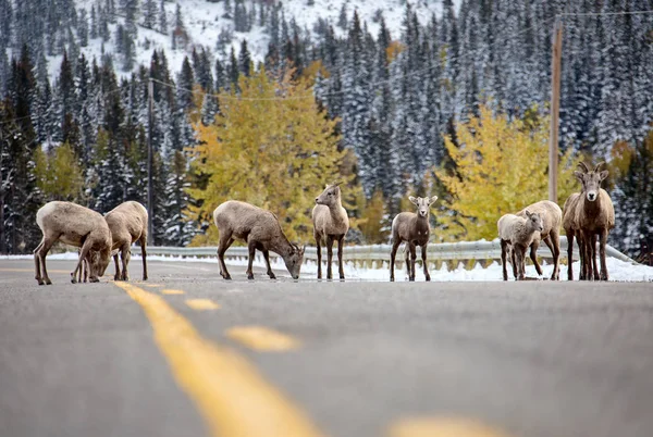 Rocky Mountain Ram Big Horn Sheep Kananaskis Alberta Vinter — Stockfoto