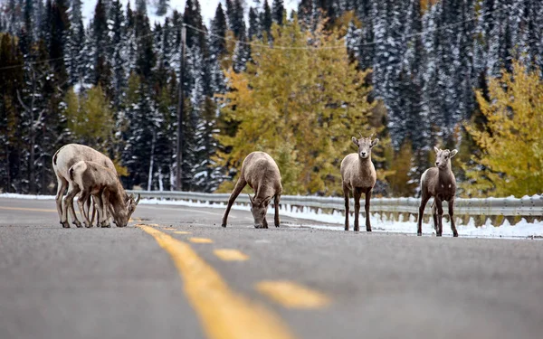 Rocky Mountain Ram Big Horn Sheep Kananaskis Alberta Invierno — Foto de Stock