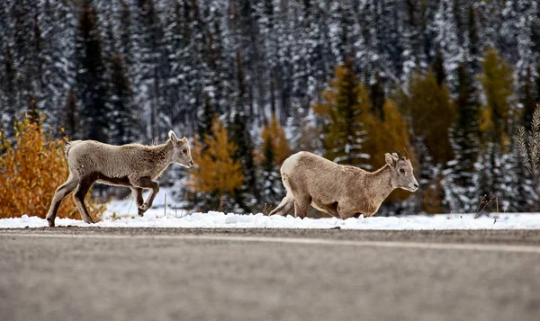 Rocky Mountain Ram Big Horn Schapen Kananaskis Alberta Winter — Stockfoto