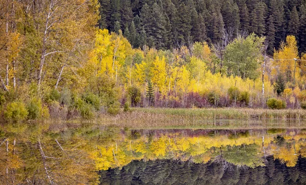 Złoty Kolumbii Brytyjskiej Kicking Horse Country Scenic — Zdjęcie stockowe