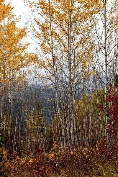 Gyllene British Columbia Kicking Horse Country Scenic — Stockfoto