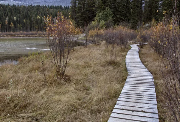 Golden British Columbia Kicking Horse Country Wooden Pathway — Stock Photo, Image