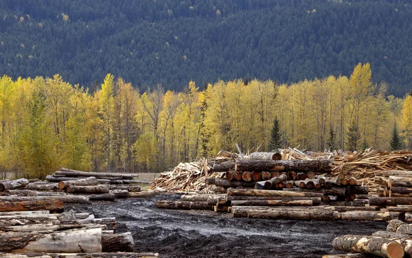 Golden British Columbia Treten Pferd Sägewerk — Stockfoto