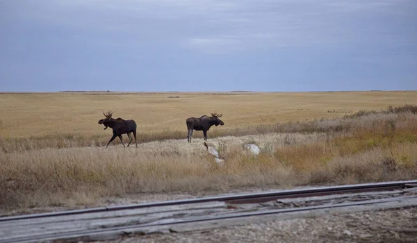 Prairie Moose Saskatchewan Twee Stieren Buurt Van Moose Jaw Canada — Stockfoto