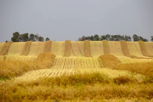 Rapsernte Swath Saskatchewan Feld Mähdrescher Bereit — Stockfoto