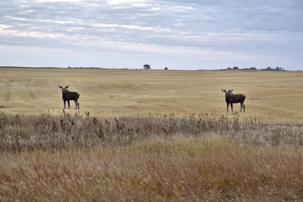 Prairie Moose Saskatchewan Dwa Byki Pobliżu Moose Jaw Kanada — Zdjęcie stockowe