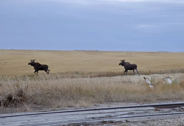 Prairie Moose Saskatchewan Dos Toros Cerca Moose Jaw Canadá —  Fotos de Stock